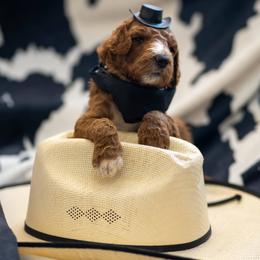 Goldendoodle Puppies from Griffin TX Doodles
