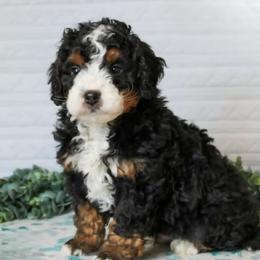Bernedoodle puppies from Only Doodles!