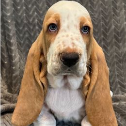 Brown collar -3,550.00 - Lemon and white male Basset Hound puppy in Columbia, South Carolina from Pawmetto Hounds