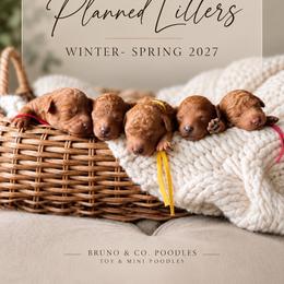 Poodle puppies from Bruno & Co. Puppies