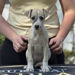 Female 4 - Fawn female Whippet puppy in Saratoga Springs, New York from Rosmoor Whippets