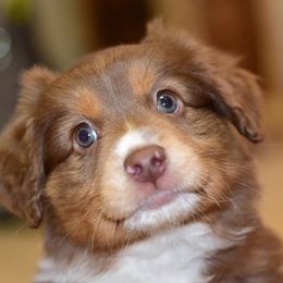 Miniature Australian Shepherds from Blossom Creek Aussies