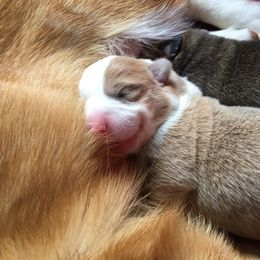 Pembroke Welsh Corgi Puppies from Anita’s little Corgi Haven