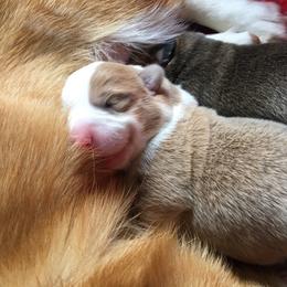 Pembroke Welsh Corgi Puppies from Anita’s little Corgi Haven
