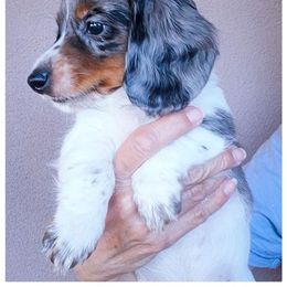 Has a home - Dapple male Dachshund puppy in Phoenix, Arizona from AZ's Prestigious Minature Dachshunds