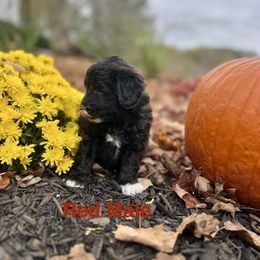 Aussiedoodle Puppies from Crabtree Farm Doodles