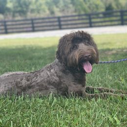 Tucker - Australian Labradoodle