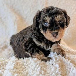 Imani - Brown female Bernedoodle puppy in Sparta, Missouri from Sis' Doodles & Poodles