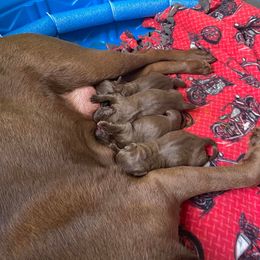 Labrador Retriever Puppies from Rogers Labs