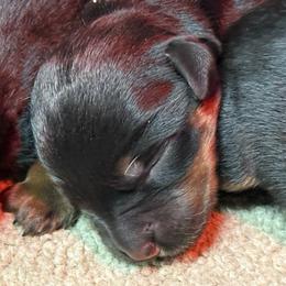 Boy 4 - Black and mahogany male Rottweiler puppy in Newfoundland, Pennsylvania from Poconopaws