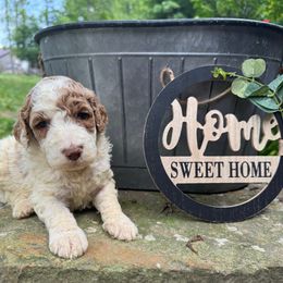 Molly - Red female Labradoodle puppy in English, Indiana from Doodle Darlings
