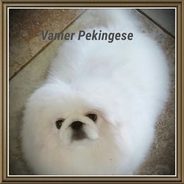 Ice - Pekingese