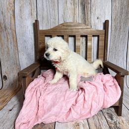 Cookie - Light golden female Golden Retriever puppy in Macks Creek, Missouri from Fluffy Buttz