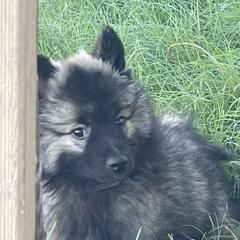 Keeshond Puppies from Kozy Keeshonden