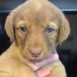Purple collar boy - Brown male Chesapeake Bay Retriever puppy in Las Vegas, Nevada from Birdsview Chesapeake Kennel