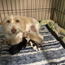 Dachshund puppies from Remarkable Doxies