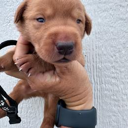 Black - Yellow male Labrador Retriever puppy in Newton Grove, North Carolina from Wayalife Labradors & Gsp’s