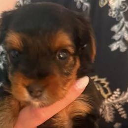Yorkshire Terriers from Perrys Pups