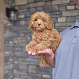 Kade - Red male Cavapoo puppy in Apple Creek, Ohio from Grandeur Valley Puppies