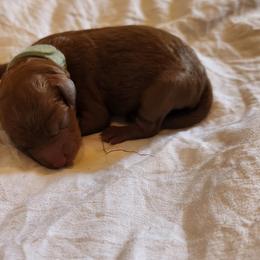TOD - Red  male Poodle puppy in San Tan Valley, Arizona from Desert Storm Poodles