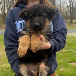 Miss Red - Black and red female German Shepherd puppy in Lawton, Michigan from Free Indeed Shepherds
