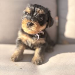 Yorkshire Terrier Puppies from Jaymele Fultz