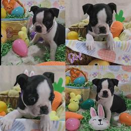 Purple - Black and white female Boston Terrier puppy in Clinton Township, Michigan from Greenberg's Boston Terriers & Bullies of Metro Detroit