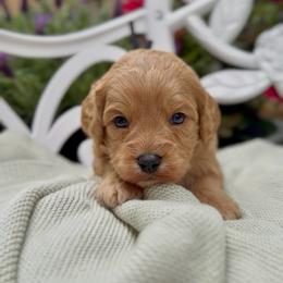 Benedict - Apricot male Cavapoo puppy in Arlington, Texas from Van Haselen Poodles and Doodles