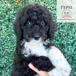Pepsi - Black tri-color female Aussiedoodle puppy in Corydon, Indiana from Ridgeline Doodles