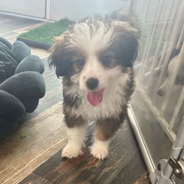 Snickerdoodle - Black phantom Aussiedoodle puppy in Martin County, Florida from Biggie Ranch