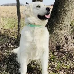 Golden Retriever puppies from Golden Bundles