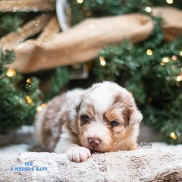 Ike - Red merle male Australian Shepherd puppy in Woodford, Virginia from Skyborne Australian Shepherds
