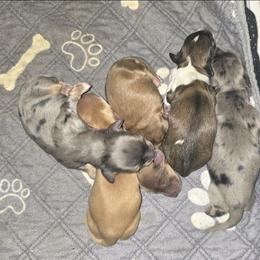Dachshund Puppies from Roth's wonderful weenies
