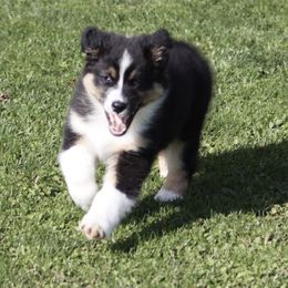 Australian Shepherd Puppies from SnowRidge Australian Shepherds