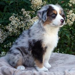 Poe - Blue merle male Miniature American Shepherd puppy in Kalama, Washington from Lone Pine Miniature American Shepherds