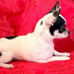 PRIMA - Black and white female Chihuahua puppy in Allentown, Pennsylvania from Tsunami Cockers & Chihuahuas