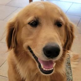 Summer - Golden Retriever