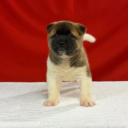 Boy 2 - Fawn male Akita puppy in Cuba, Missouri from Kamikaze Akitas