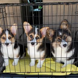 Labrador Retriever and Pembroke Welsh Corgi Puppies from White Star Corgis