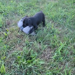 German Shorthaired Pointer Puppies from Silver Creek Short Hairs