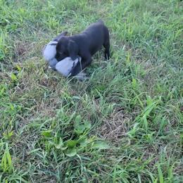 German Shorthaired Pointer Puppies from Silver Creek Short Hairs