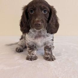 Homer Simpson - Dachshund puppy from Sweetheart Doxies