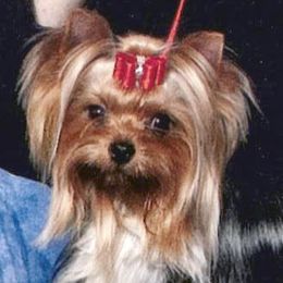 Oliver - Yorkshire Terrier
