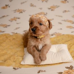 Oli Pop - Dark golden female Golden Retriever puppy in Buhl, Idaho from Atkinson's Goldens