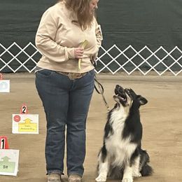 Australian Shepherds and Miniature American Shepherds from Jorvik Australian Shepherds
