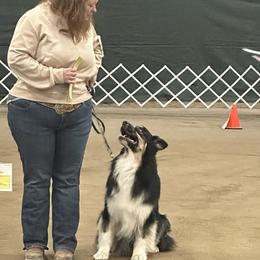 Australian Shepherds and Miniature American Shepherds from Jorvik Australian Shepherds