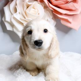 Caspian - Cream male Dachshund puppy in Redding, California from Jean & Mae Doxies