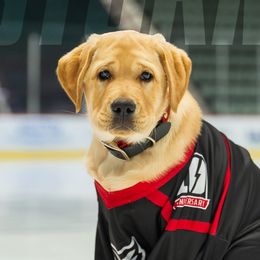 Labrador Retrievers from Lasani’s Labradors