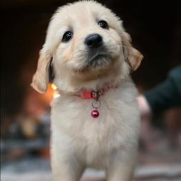 Cranberry Sauce - Light golden female Golden Retriever puppy in Eugene, Oregon from Oregon's Legendary Goldendoodles