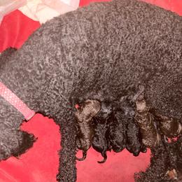 Scooby - Cafe au lait male Poodle puppy in Meadowbrook, California from Standard Poodle Pups